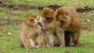 Best Monkey Moments by Animal Planet ZONE 11 views 2 years ago 22 seconds