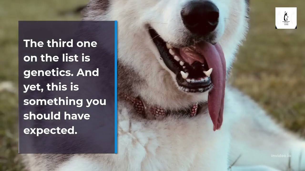 How Many Puppies Do Huskies Usually Have In A Litter? First Part YouTube