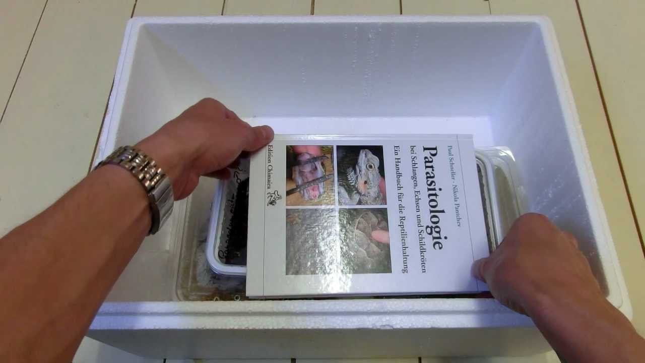 geckos for sale unboxing from Hamm