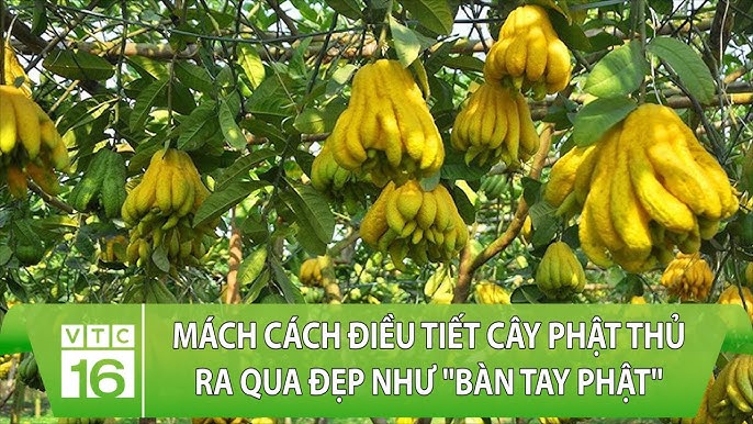 Cây Bàn Tay Phật: Ý Nghĩa Phong Thủy, Lợi Ích Sức Khỏe và Cách Trồng Hiệu Quả