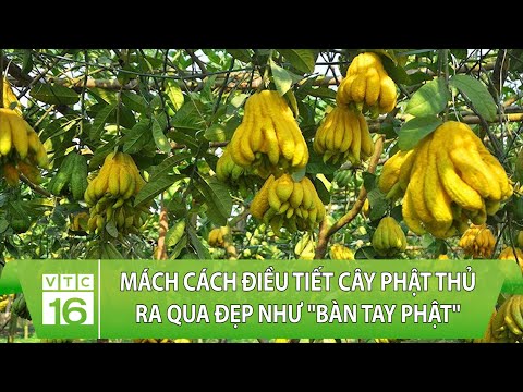 Video: Quả Tay Phật Là Gì - Tìm Hiểu Về Cách Trồng Quả Bàn Tay Phật