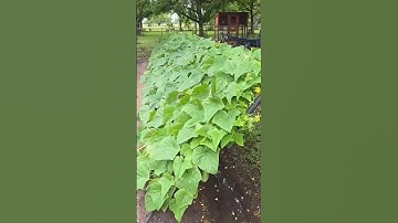 Cucumber plant net in action 2