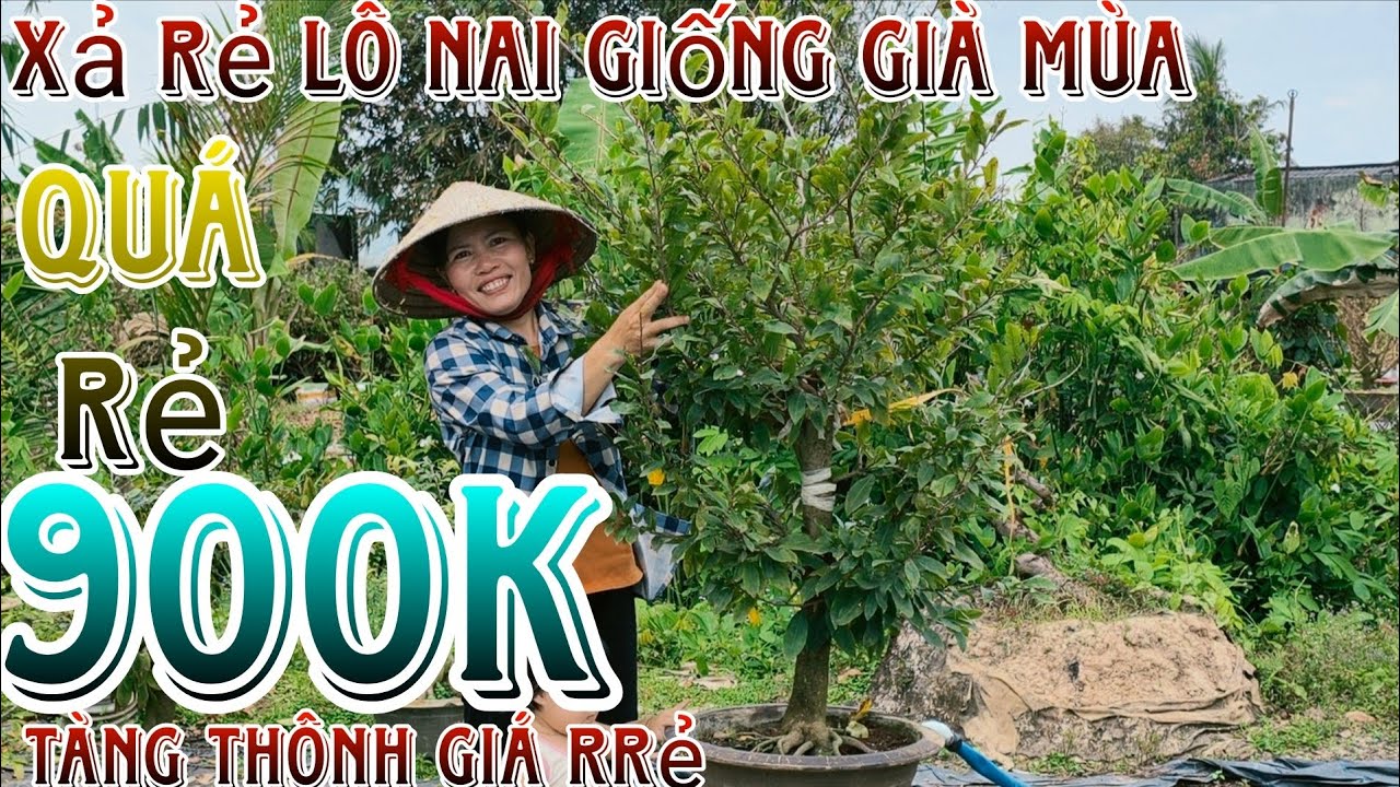 27/02/2026☎️0348322142(THỦY)🔥 xã rẻ lô mai giống dảo thủ đức ghép 10 năm già mùa liền cốt giá rẻ