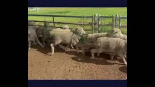 Bellebrook Family Trust - 290 Lambs