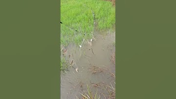 giăng lưới bắt cá sặc #mientay #cadong #travinh #shorts #sanbat