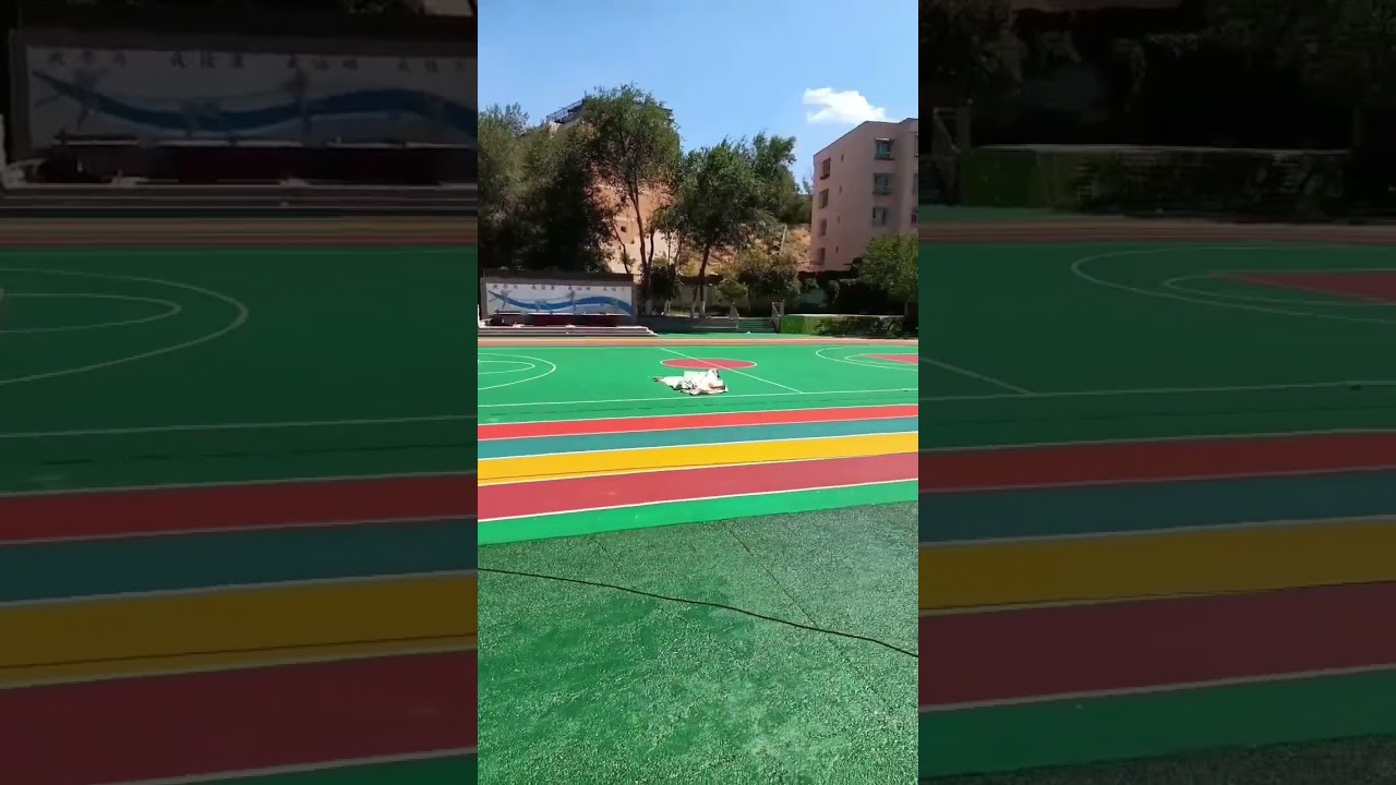 the football field and rainbow breathable rubber track made for the school playground. 