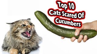 Top 10 cats scared of cucumbers (cats vs cucumbers)