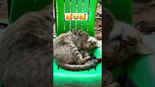 #cats #funny #funnycats #gracioso #reels