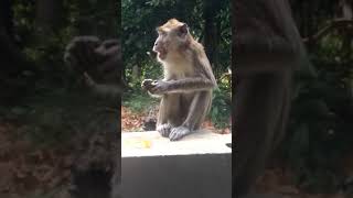 Beri saranan monyet 27/9/2019@0930