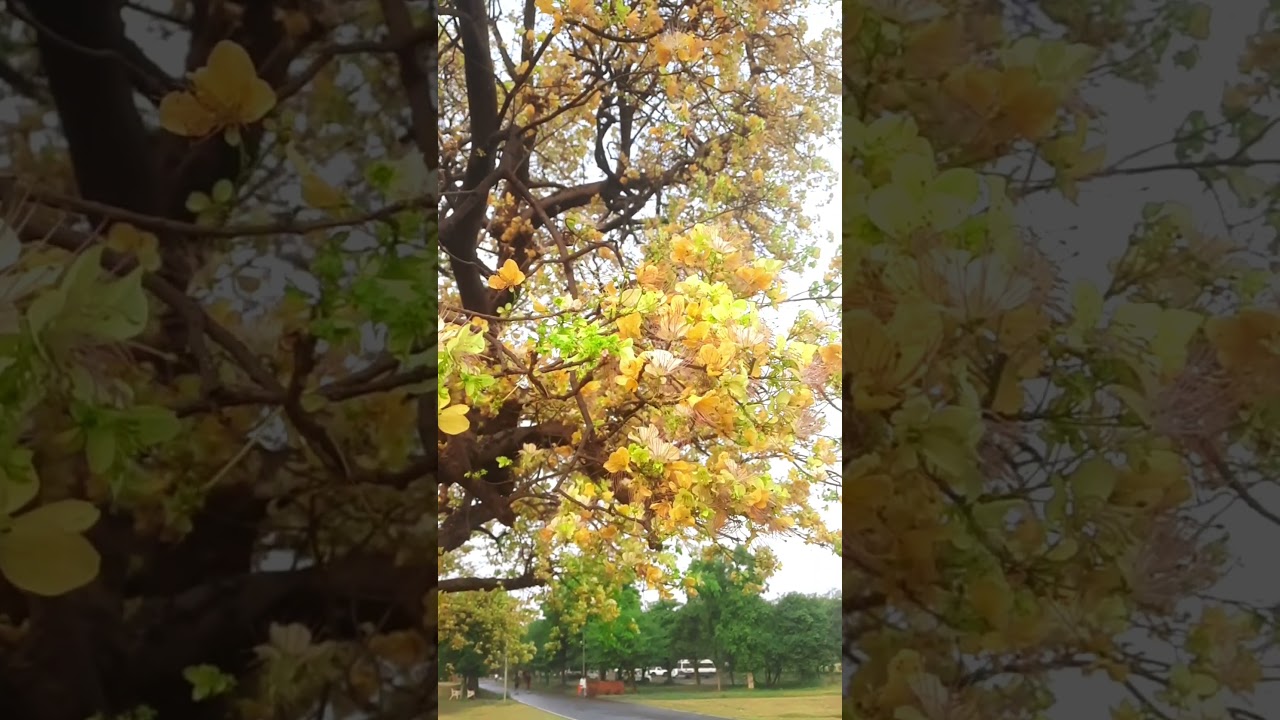Tuti hui chudiyon s jodungi kalai mai | #travelvlog #nature #trending #love #lovesong