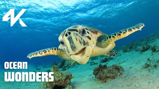 Ocean Calming Music For Classroom In 4K | Animals Zootube