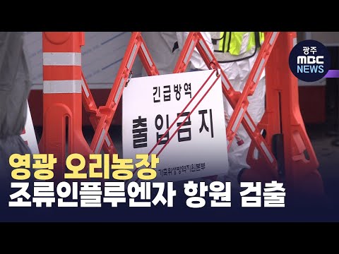 영광 오리농장 조류인플루엔자 항원 검출