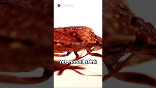 Stink Bug The Smelly Intruder