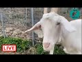 Naughty goats - Takis Shelter