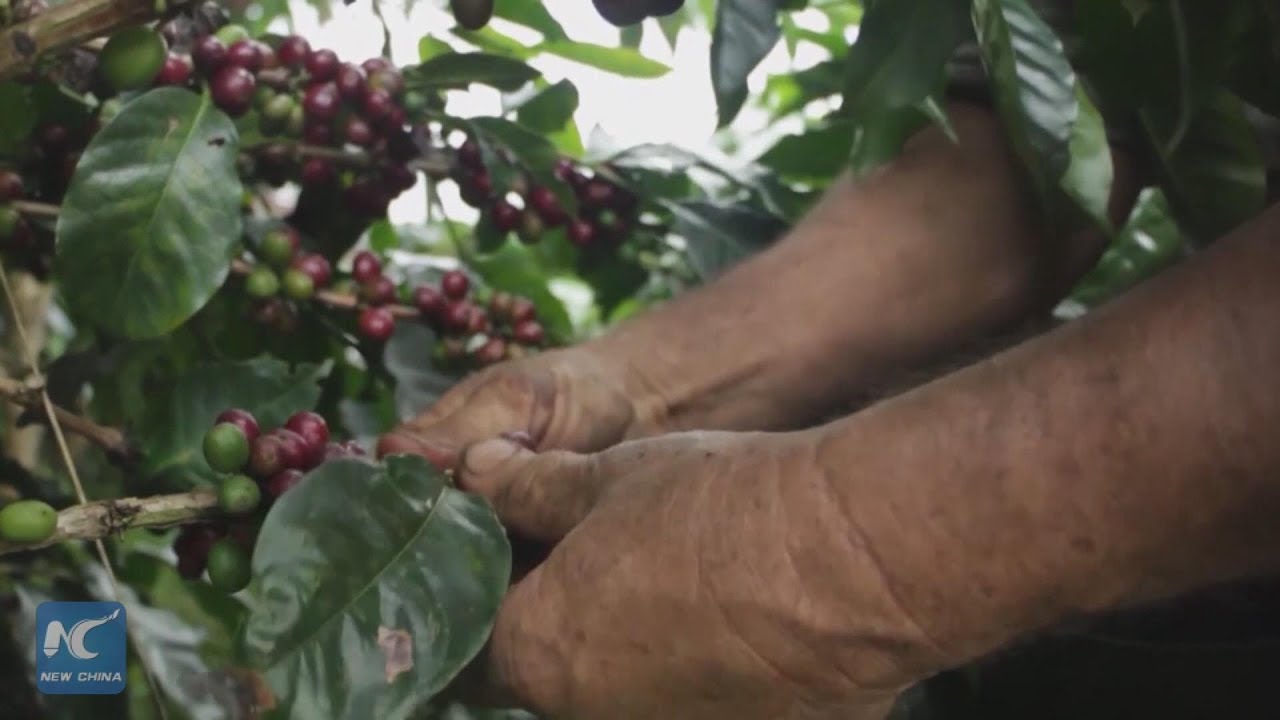 china southern airlines China savors possibility of importing Salvadoran coffee