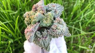 Faucaria Tuberculosa Variegated