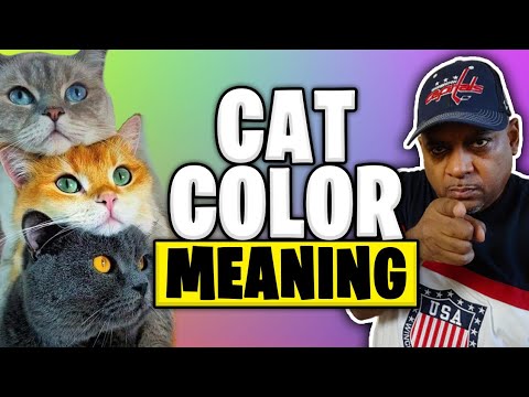 Cat Color MEANING | Cool Cats & The D.E.V. - YouTube