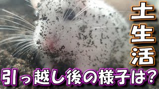 【ハムスター】引っ越し後の2匹の暮らしは？【かわいい/飼い方/癒し/土飼育/ジャンガリアン/Keeping a hamster in the soil】