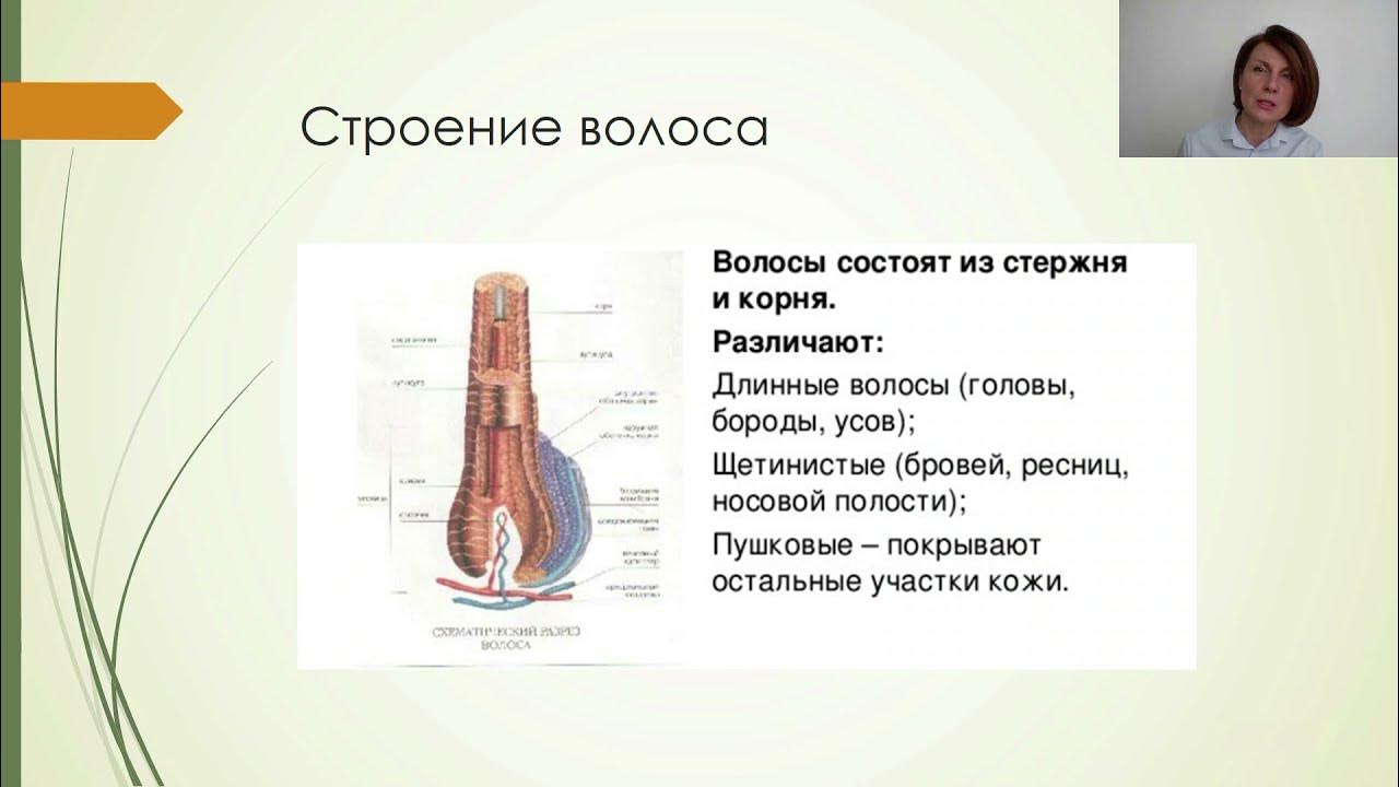 Прочитайте текст сложное строение волосков меха. Прочитайте текст сложное строение волосков меха