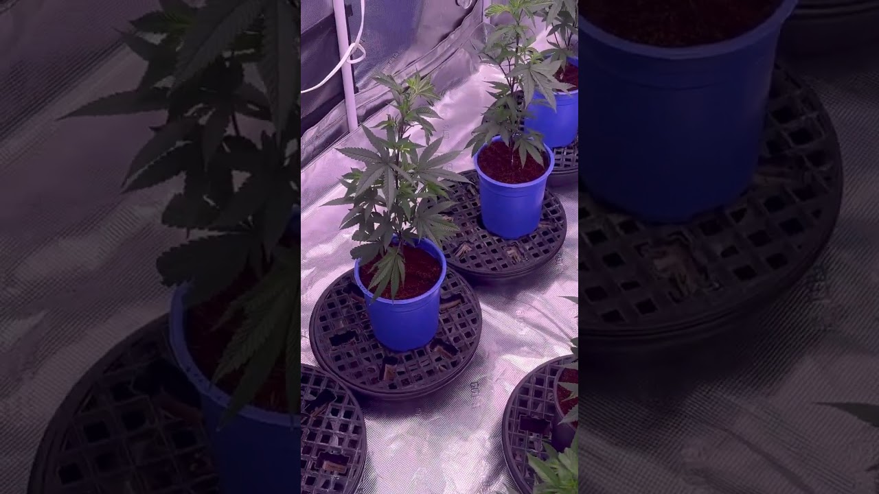 GROW WAR 🔥 Kind LED vs AC Infinity | My 5x9 Gorilla Tent Ends the Debate 💀 