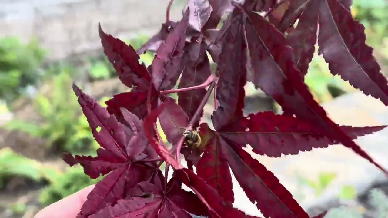 Недосконалий сад