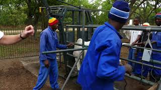 Branding Cattle