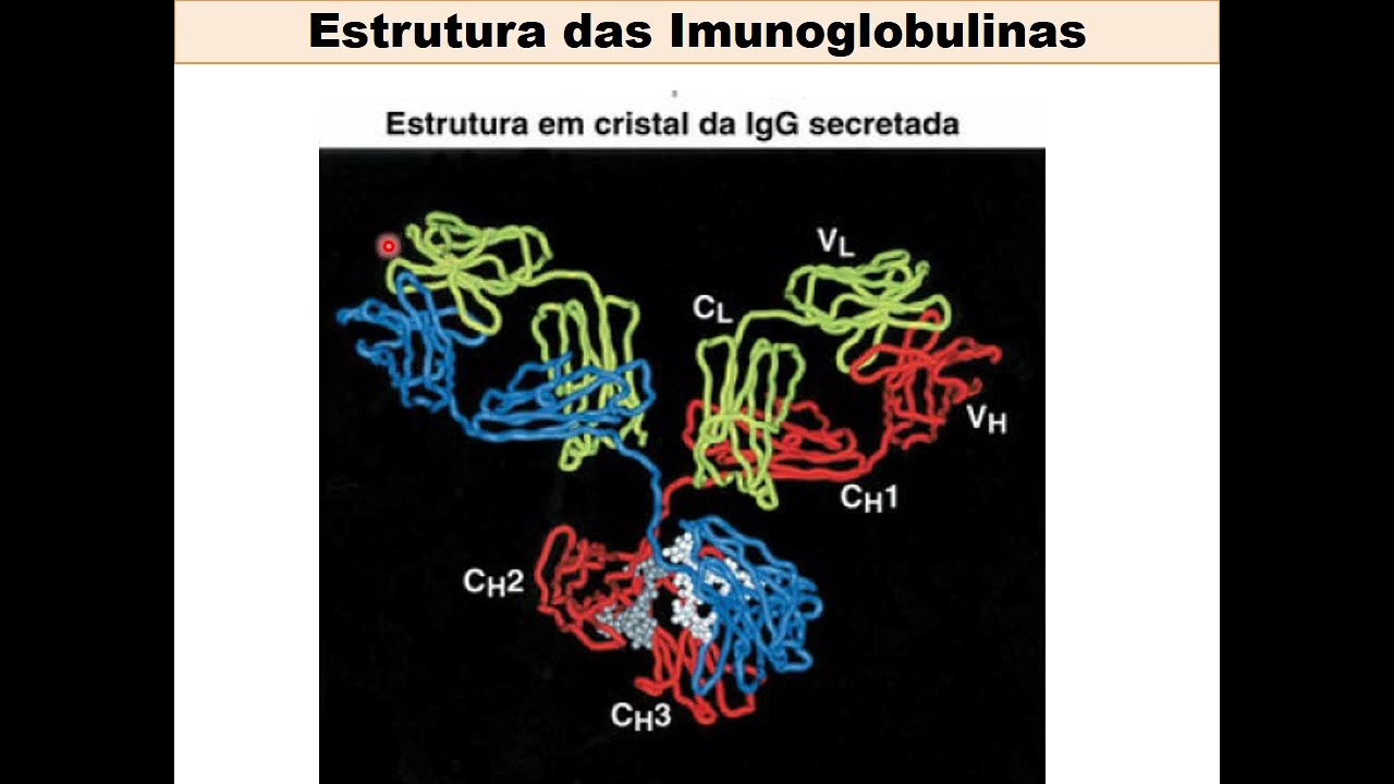 Imunoglobulinas síntese e funções