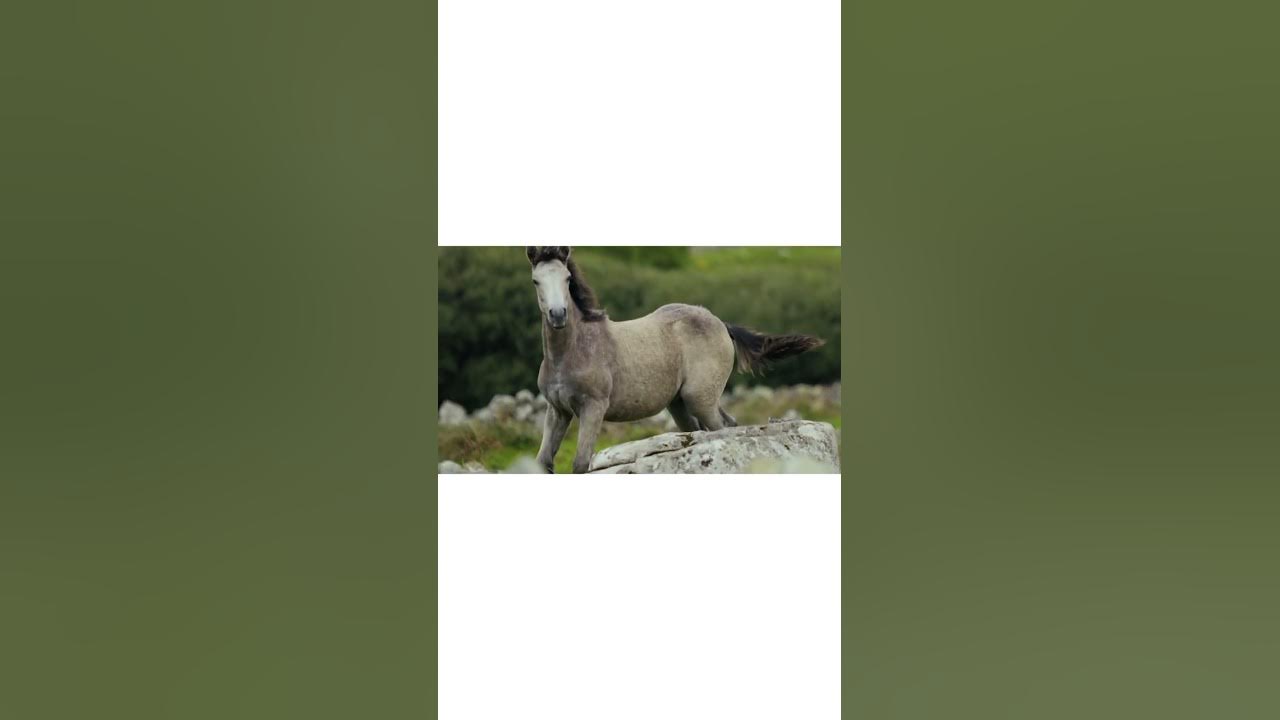 Animal On Earth YouTube animal-on-earth-youtube