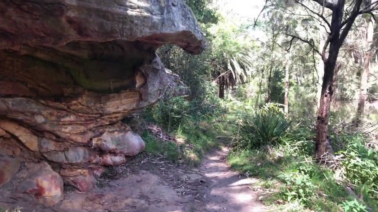 Lane Cove National Park | Sydney | NSW | Australia
