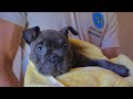 PUPPY BUBBLE BATH! Bully Update