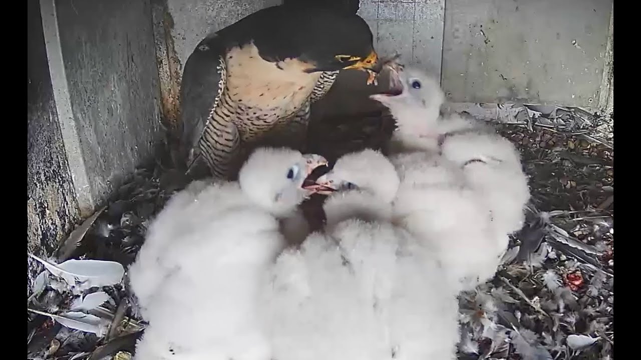 Falcon Chicks Grow So Fast! 10x Their Hatching Weight | Discover Wildlife | Robert E Fuller