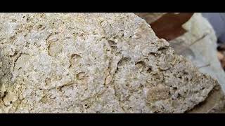 Fossils Niagara escarpment #hamont April 26, 2025