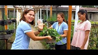 Flexing our School's Gulayan sa Paaralan Project (GPP) Flexing our School's Gulayan sa Paaralan Project (GPP)