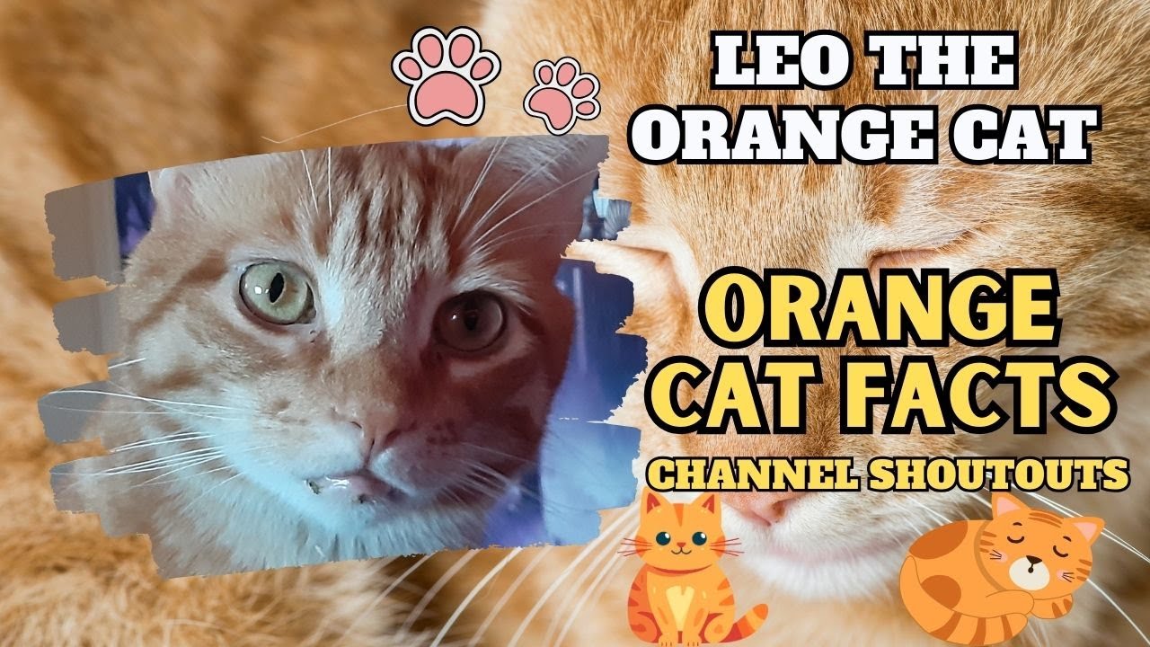 Leo The Orange Cat Gives Fun Facts About Orange Cats - YouTube