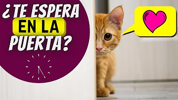 ¿Te saludan los gatos?