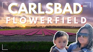 Carlsbad FlowerField