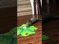 POV When cat plays with cat toys
