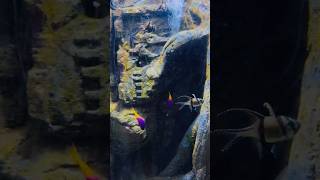 Sealife#aquarium #fish #aquariumfish#fishpond #amazing #wonderfullvideogish