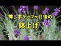 ラベンダーの挿し木から2ヶ月 鉢上げしました