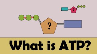 What is ATP in 1 minute #education #atp #educational