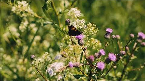 M50 + EF 85mm 1.8 Test / Nature