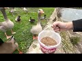 Feeding wild ducks and geese on a cliff dangerous