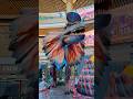 mummy yah Dekho dinosaur ka papa #funny #mevadicomedy #newमारवाड़ीcomedy #hindisong