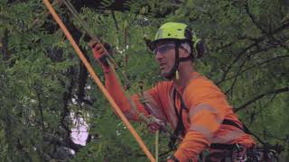Tree Pruning with DMM Rigging Hub & Pinto Rig Pulley Trolley