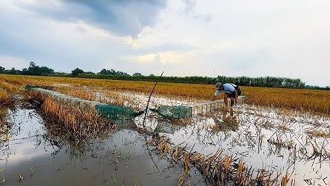 Mưa Đầu Mùa | Đặt Lú Túc Bằng Loa Trúng Ếch Chúa To Nhất Mùa!