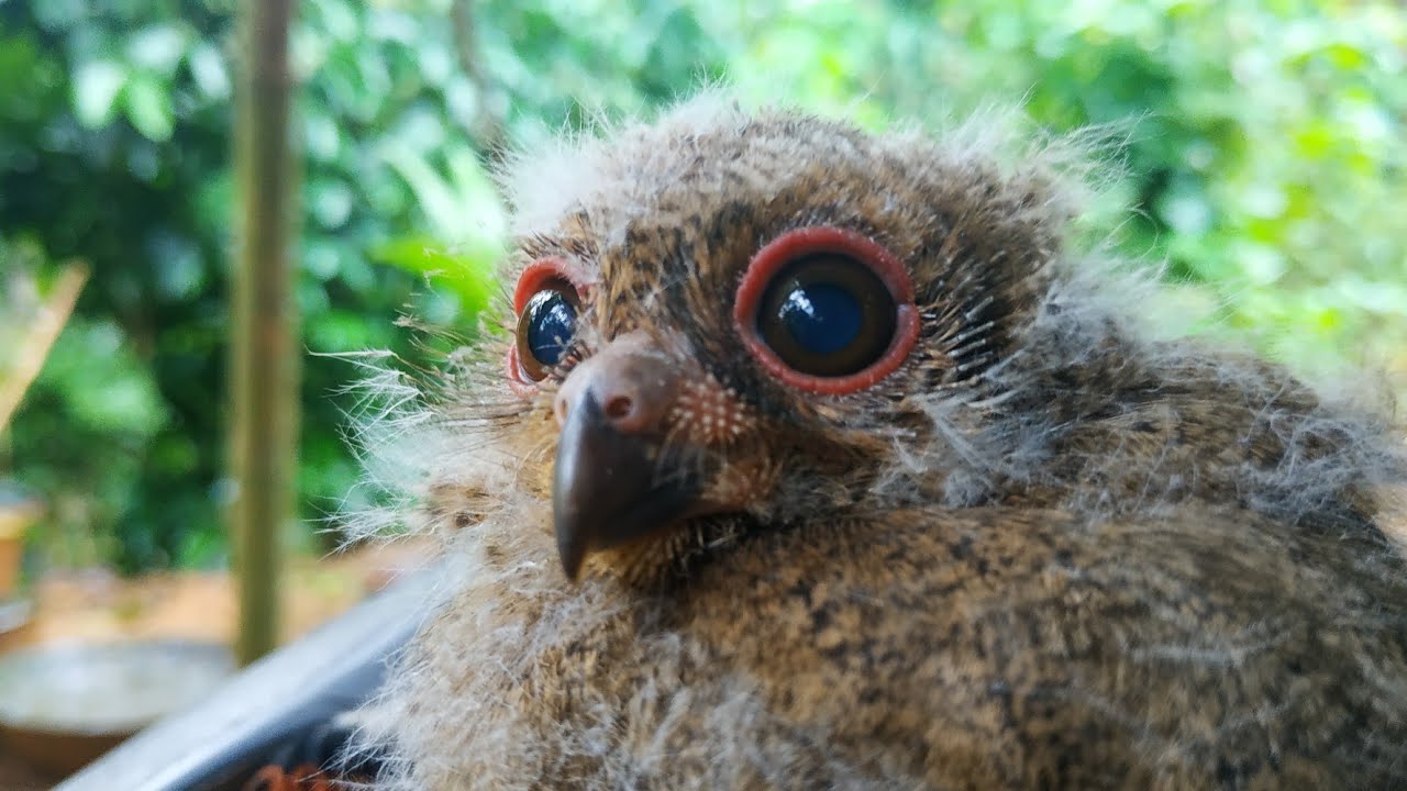 Hantu tapi burung, bukan setan iblis atau jin 😁 inilah dia si burung