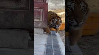 O Tigre Que Se Move Como uma Sombra A Emboscada Suprema da Bioga