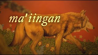 Brother Wolf, in Ojibwe know as Ma'iingan PBS Documentary