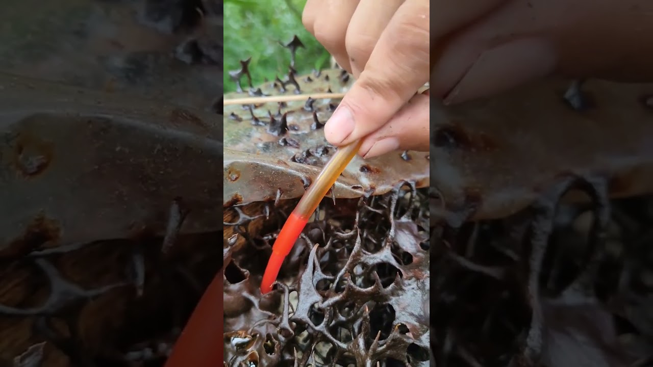 PANEN MADU KELULUT KANTONG BERKURANG 