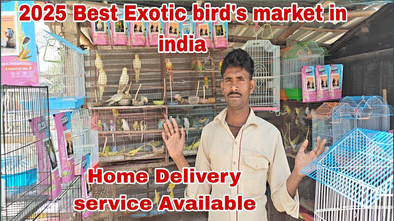 Exotic Cheapest All Bird's market 2025 | All India Dilvery available | Book now | 